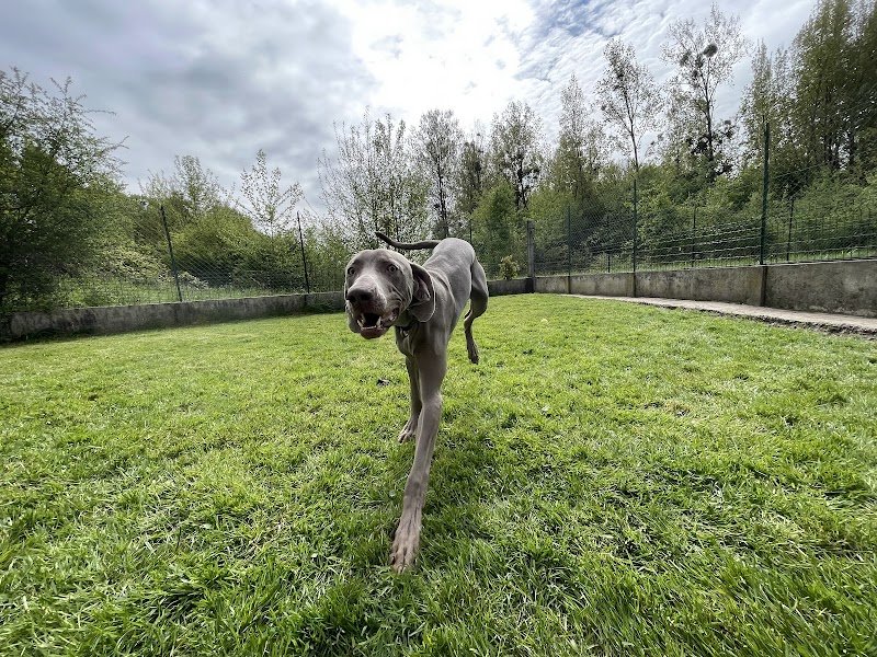 La Georgettière - Pension canine et féline - photo 3