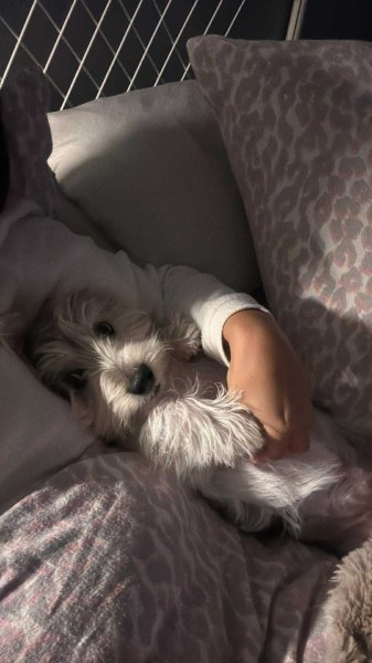 Hobby Dog Rocourt - photo 3