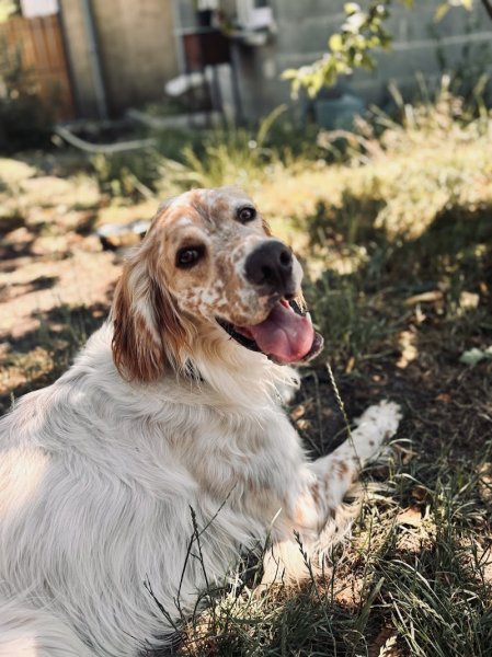 La Colocanine - photo 1