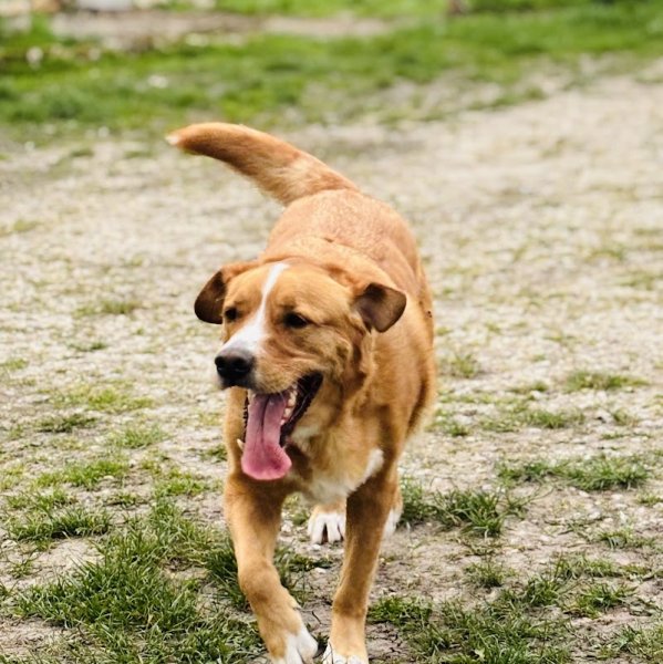 La Colocanine - photo 3