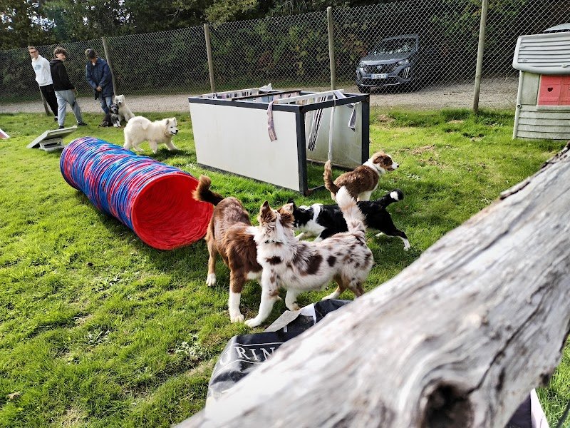 Club Canin Yonnais - photo 1