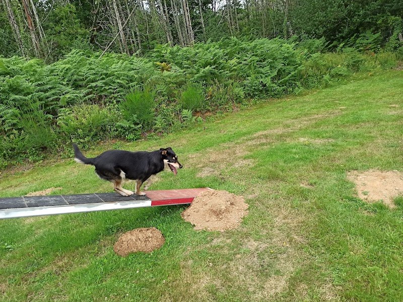 Club Canin Yonnais - photo 2