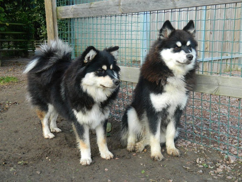 La vallée de la Veude, pension pour chiens - photo 2