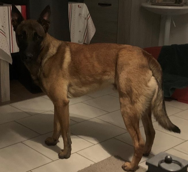 La vallée de la Veude, pension pour chiens - photo 3