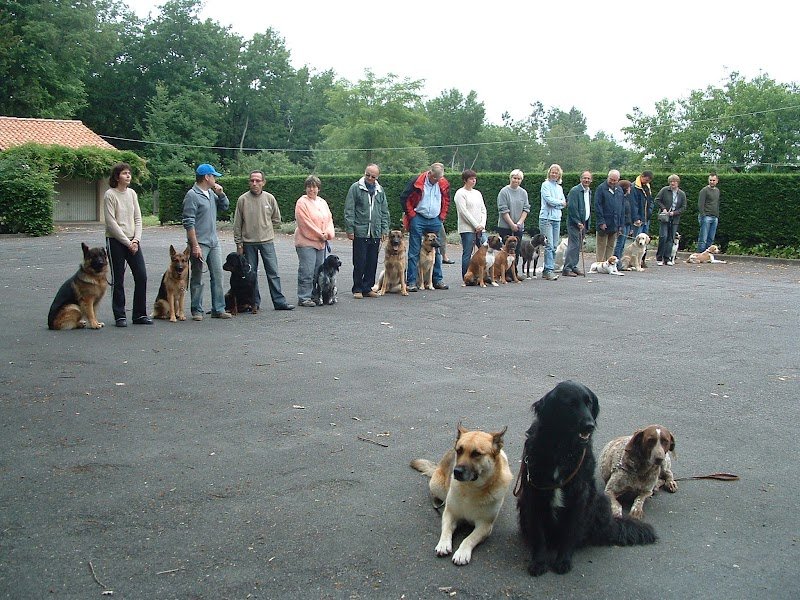 Educ'action canine de l'argoat - photo 1