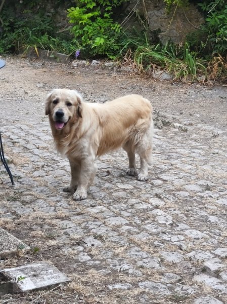 Educ'action canine de l'argoat - photo 3