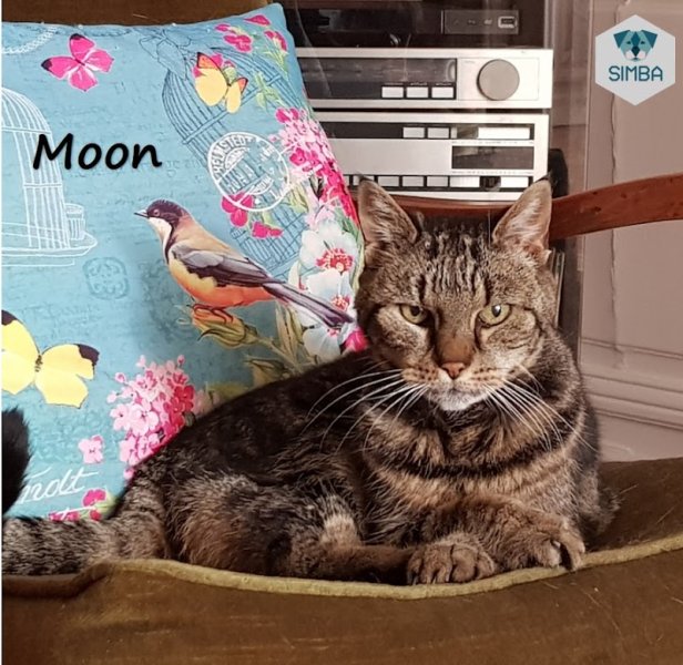 SIMBA - Education canine à domicile - photo 3