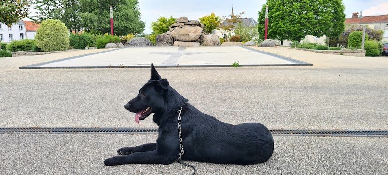 Canisevres (educateur canin) - photo 1