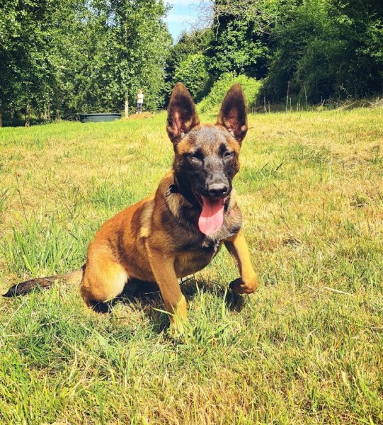 Canisevres (educateur canin) - photo 3