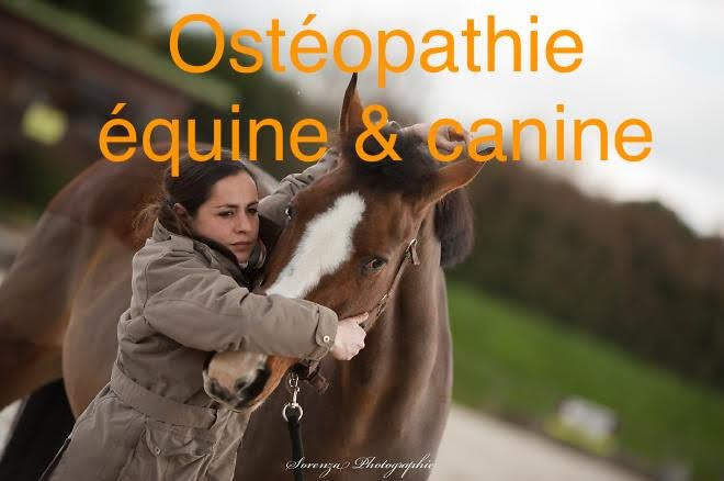 Elise Mirebault OA622 - Ostéopathe animalier: équin, canin, bovin, félin - photo 1