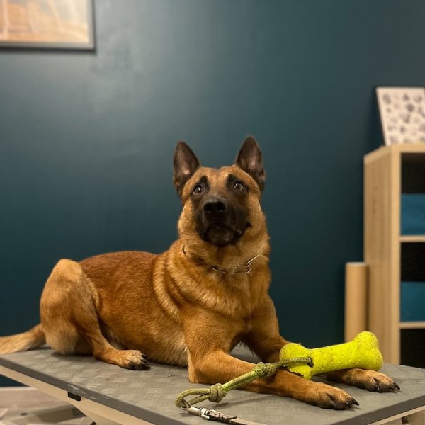 Elise Mirebault OA622 - Ostéopathe animalier: équin, canin, bovin, félin - photo 2