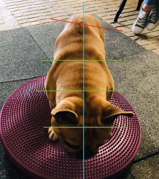 Elise Mirebault OA622 - Ostéopathe animalier: équin, canin, bovin, félin - photo 3