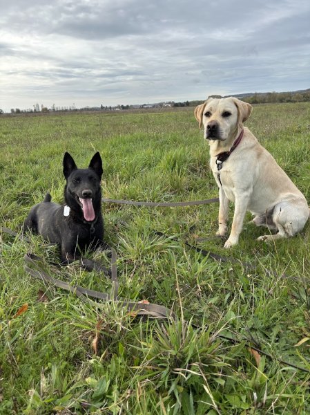 Kelly Bouchet éducatrice canine - photo 1