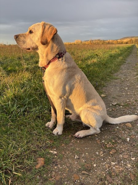 Kelly Bouchet éducatrice canine - photo 2