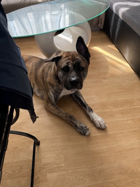 Emeasydog86 éducateur comportementaliste canin - photo 2