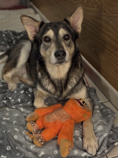 Emeasydog86 éducateur comportementaliste canin - photo 3