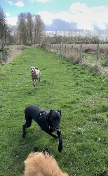 Educ'Patounes Comportementaliste Éducateur canin et félin