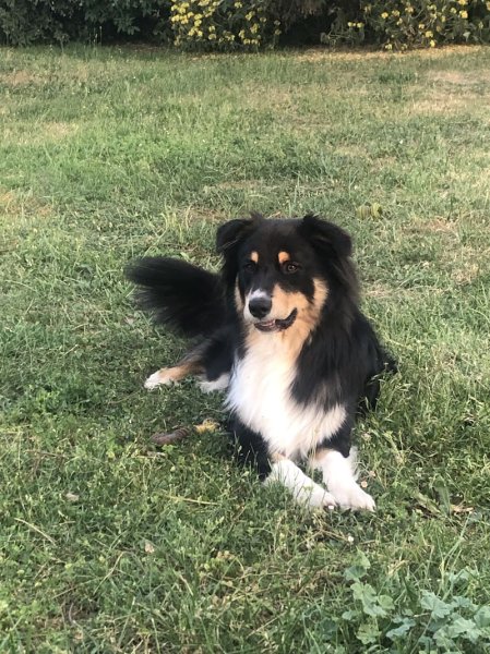 Educ'Patounes Comportementaliste Éducateur canin et félin - photo 2