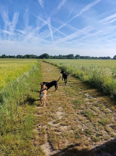 Educ'Patounes Comportementaliste Éducateur canin et félin - photo 3