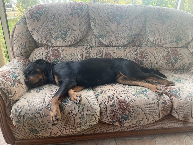 Laure Education Canine (LEC) - photo 1