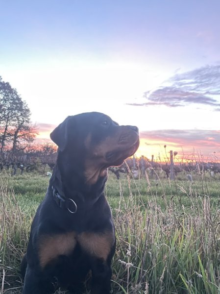 Laure Education Canine (LEC) - photo 2