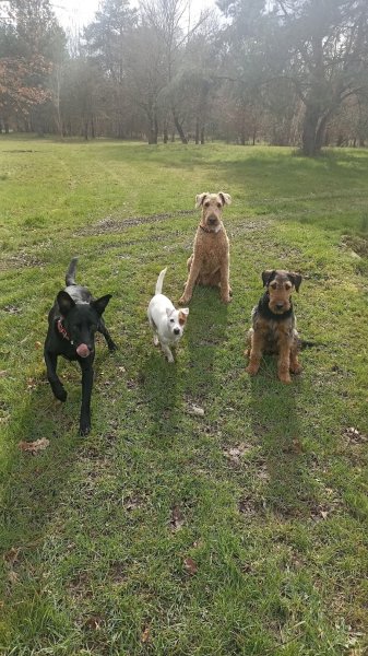 Laure Education Canine (LEC) - photo 3