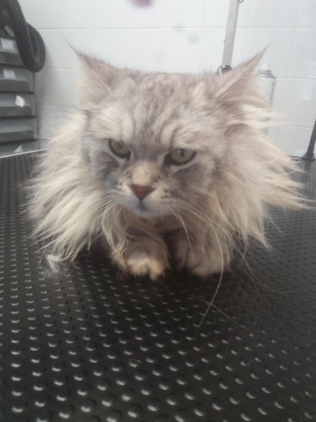 Toilettage Sakoudog Ferté Imbault - photo 2