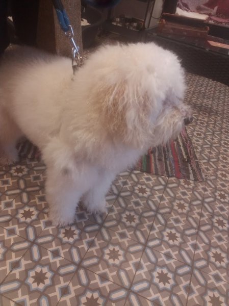 Toilettage Sakoudog Ferté Imbault - photo 3