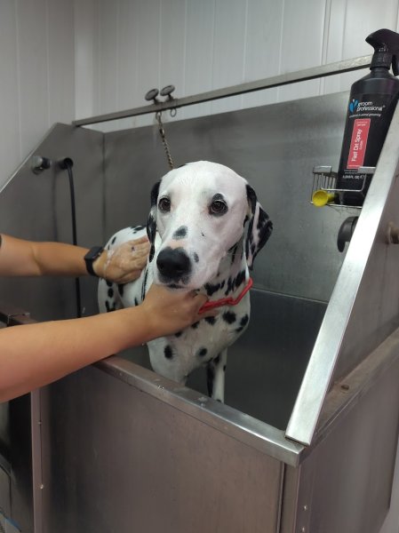 Au Joli Chien - photo 1