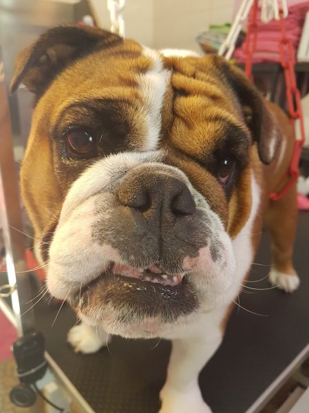 Au Joli Chien - photo 2