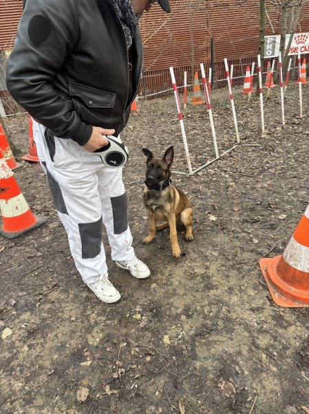 Croc-Blanc, Education canine & Agility - photo 2