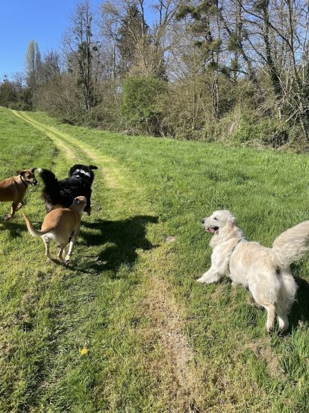Anim'Auberge 41 - pension familiale chien