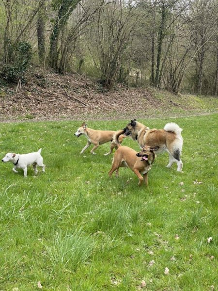 Anim'Auberge 41 - pension familiale chien - photo 2