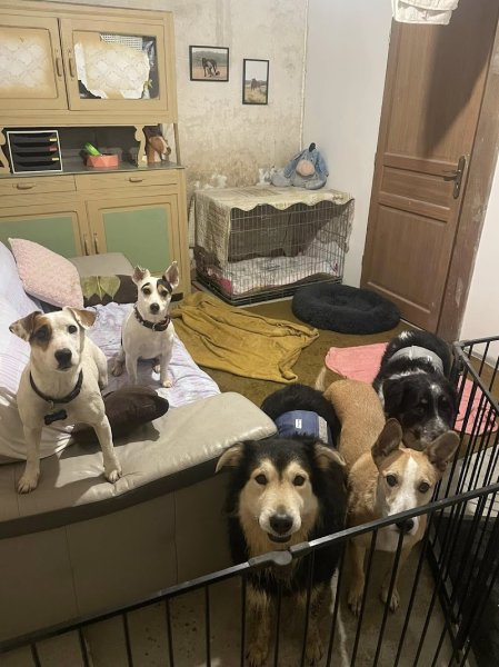 Anim'Auberge 41 - pension familiale chien - photo 3