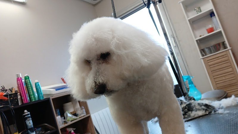 Ecole Centrale Du Chien