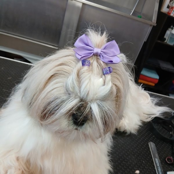 Ecole Centrale Du Chien - photo 2