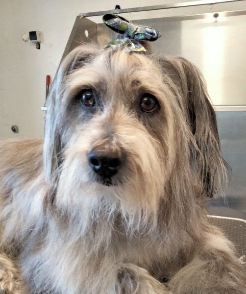 Ecole Centrale Du Chien - photo 3