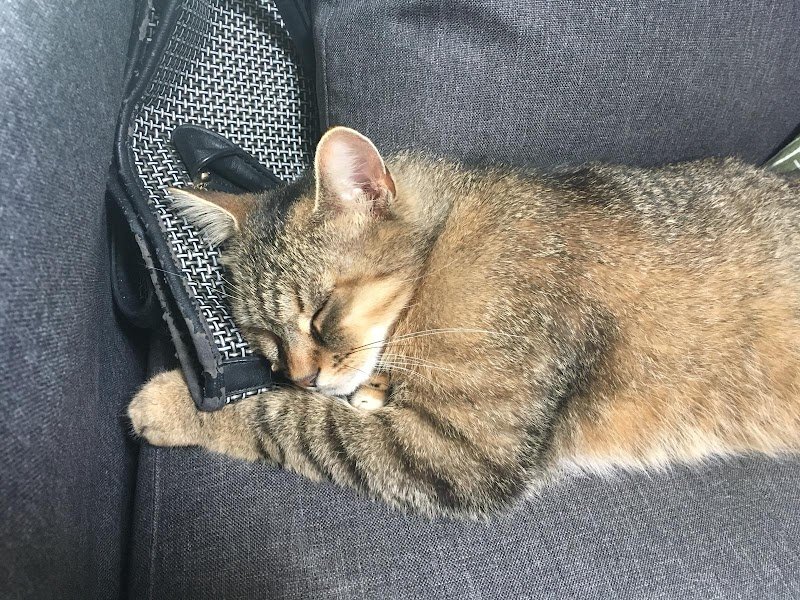 Paul Niel - Ostéopathe Animalier Bovin Équin Canin Félin - OA148