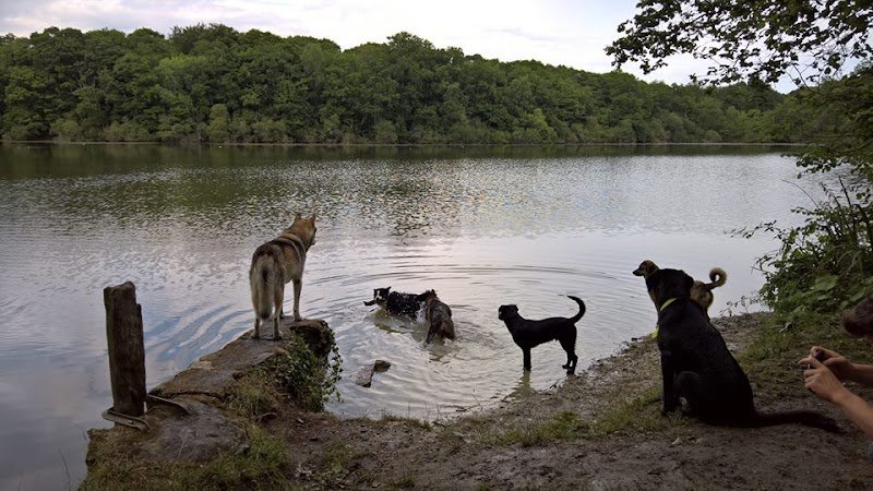 Réalité Chien - photo 2