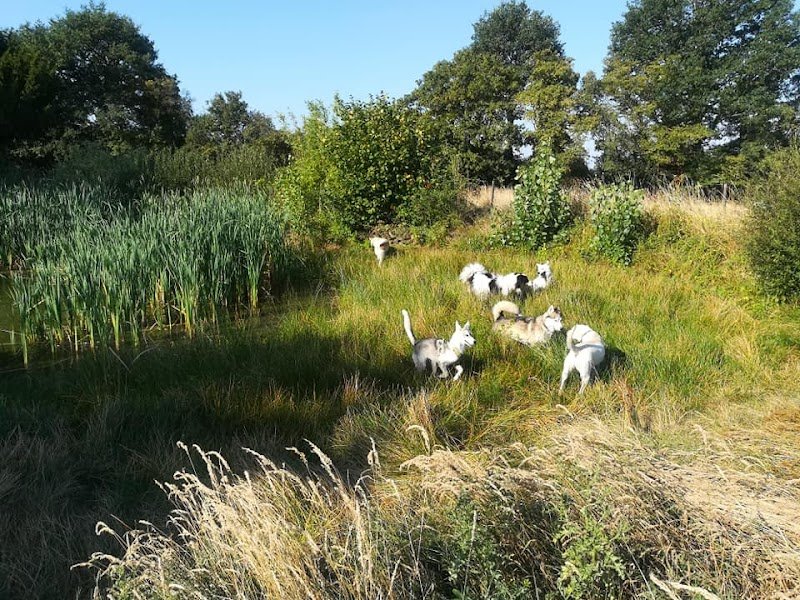 Réalité Chien - photo 3