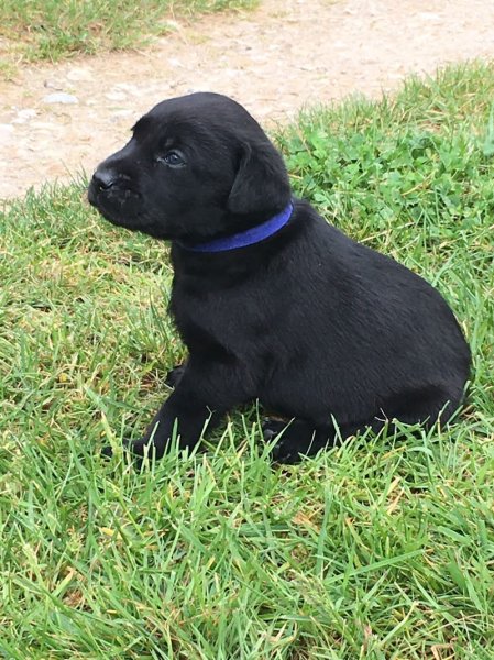 Graine de Césam : Élevage Canin Pédagogique, Loir-et-Cher, en Centre-Val de Loire