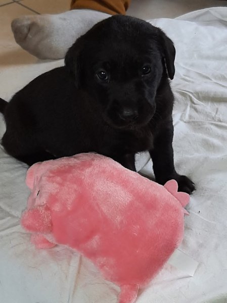 Les Amourettes de Béjarie : Élevage de Labrador, Lignées de Travail, Chien d'utilité, Éleveur chiot labrador, France - photo 1