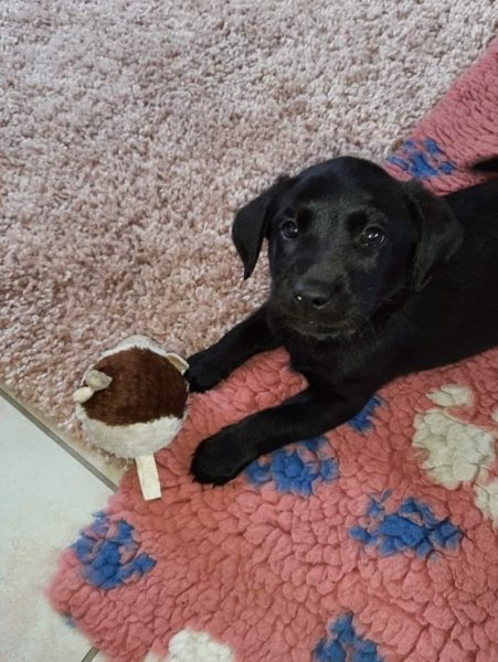 Les Amourettes de Béjarie : Élevage de Labrador, Lignées de Travail, Chien d'utilité, Éleveur chiot labrador, France - photo 2