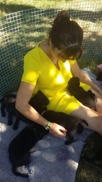 Les Amourettes de Béjarie : Élevage de Labrador, Lignées de Travail, Chien d'utilité, Éleveur chiot labrador, France - photo 3