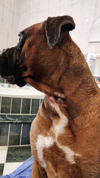 Relax Cat Dog - photo 1