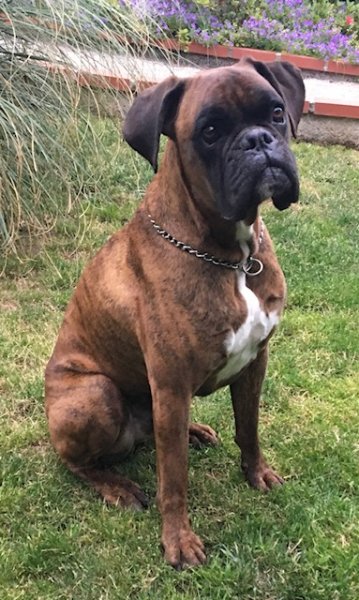 Relax Cat Dog - photo 2