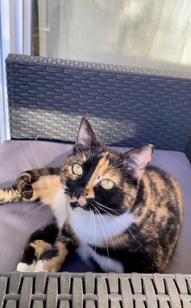 Relax Cat Dog - photo 3