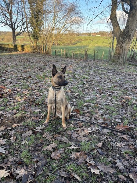 KM ÉDUCATEUR CANIN - photo 2