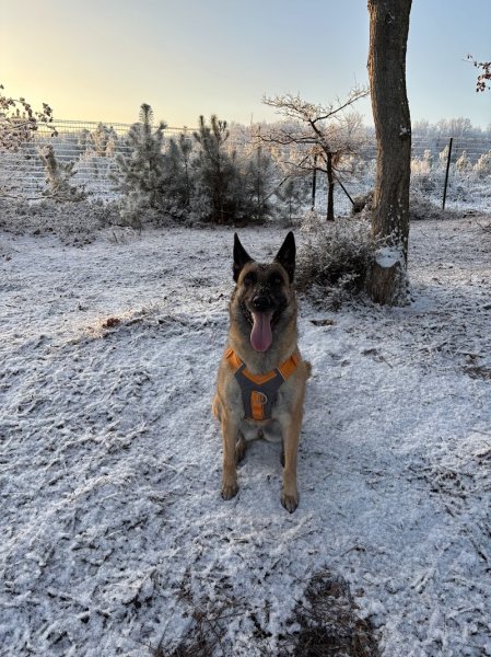 KM ÉDUCATEUR CANIN - photo 3