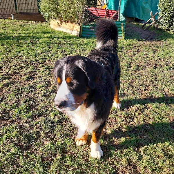 Pension Canine - photo 3